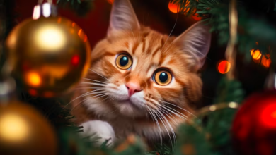 Wallpaper:-Qwykqxdu-8= Christmas Cat