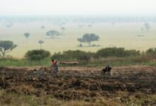 business growth identifier codes